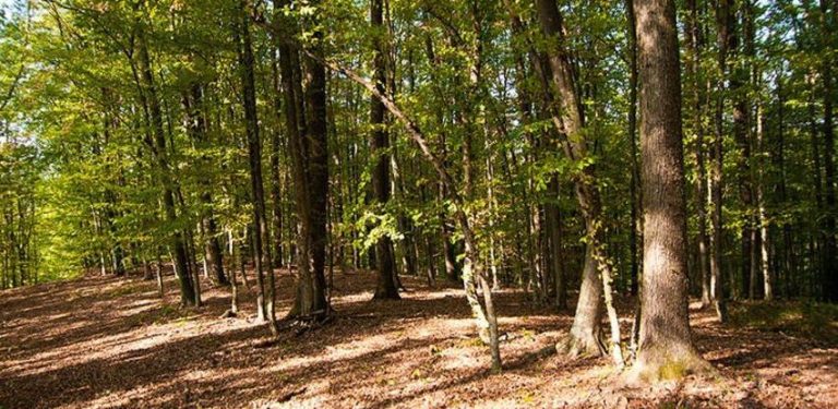 Općina Prozor-Rama traži zaštitu šume na svom području