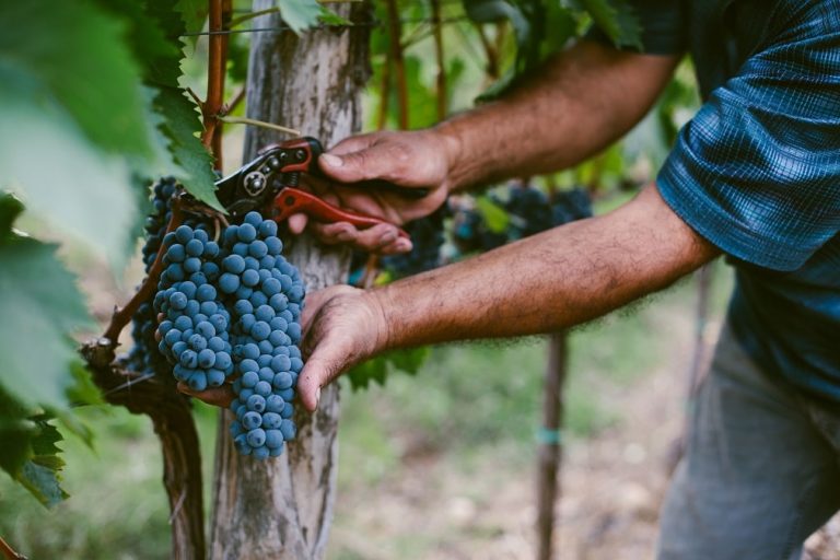 Hercegovački vinogradari ne pamte težu godinu