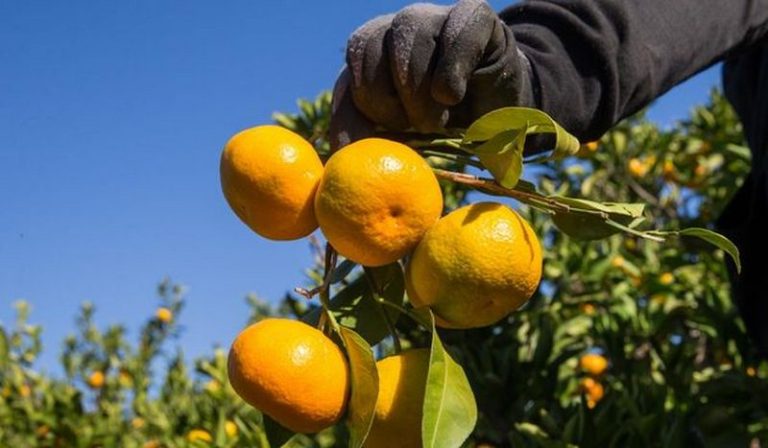 Počela berba mandarina u dolini Neretve: Dnevnica beračima i preko 40 eura