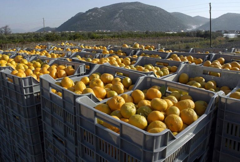 Oprez: Opasni pesticid pronađen u hrvatskim mandarinama