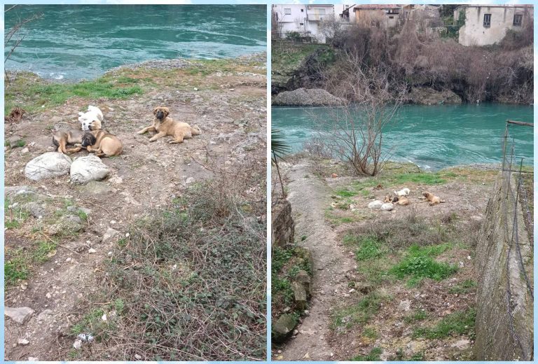 Čopor pasa na Luci brine građane, nadležni bez rješenja…