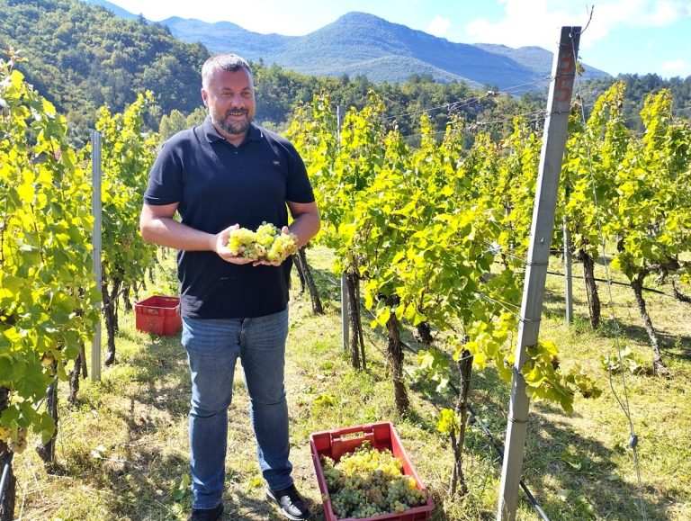 Trebinje: Ubrani prvi čokoti žilavke u Carskim vinogradima Podruma “Vukoje 1982”