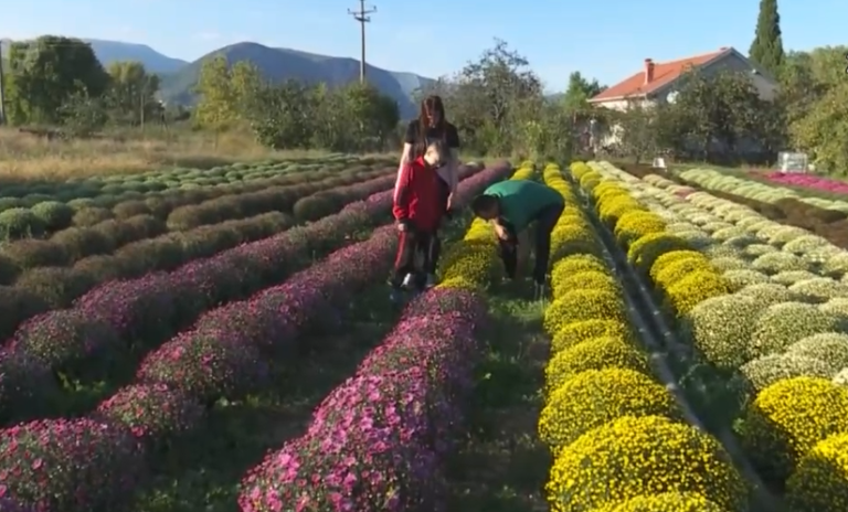 Uzgoj cvijeća u Ortiješu: Obitelj Pudar spremna za blagdan Svih svetih (video)