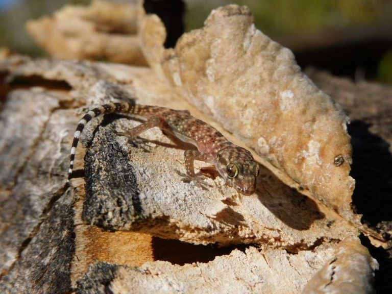 Projekti: Istraživanje biodiverziteta na području Blagaja