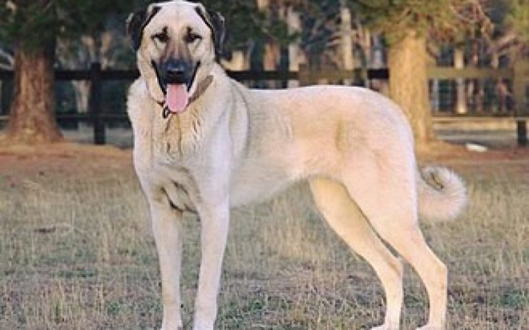 Konjic: Kangal izujedao policajca, spasio se upotrebom vatrenog oružja