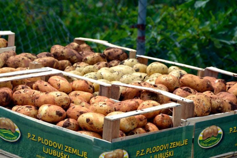 Ljubuški: Krenula sadnja krompira