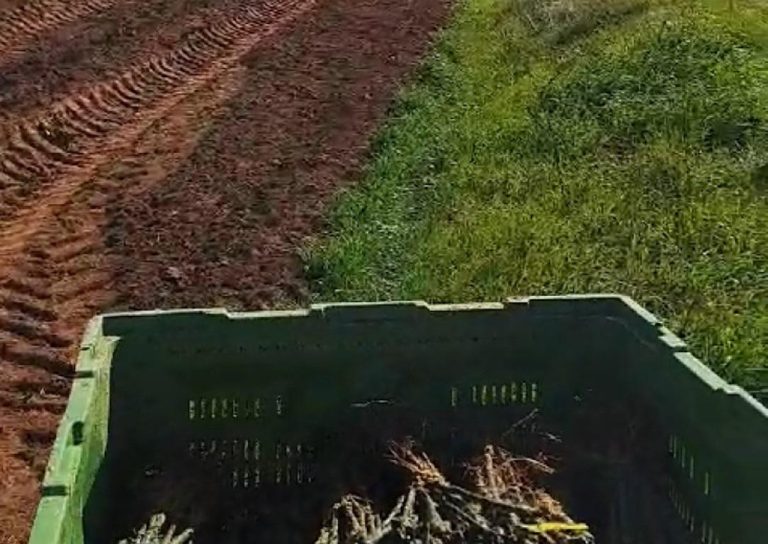 Čapljina: Kompanija “Agroherc” sadi novih sedam hektara vinove loze