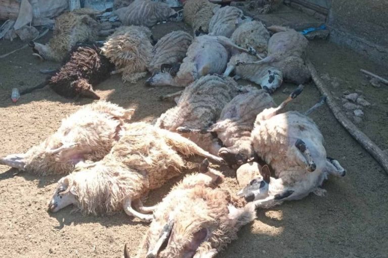 Rujište: Udavljeno 17 ovaca u štali, za štetu odgovoran pas?