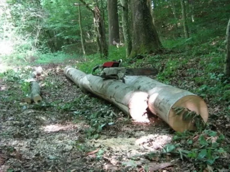 Gacko: Poginuo radnik pri izvlačenju drva