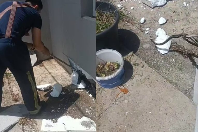 Čapljina: Vatrogasci morali razbijati fasadu kuće zbog zmija (video)