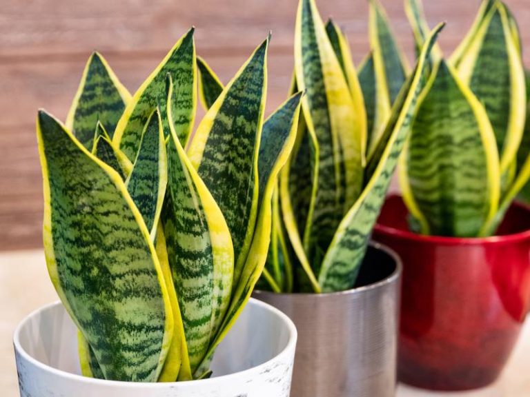 Uređenje doma: “Svekrvin jezik” – kraljica enterijera koja nije zahtjevna