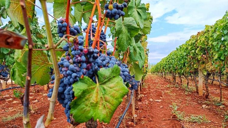 Hercegovina: Kreće “trganje” grožđa, vinske sorte nešto skuplje