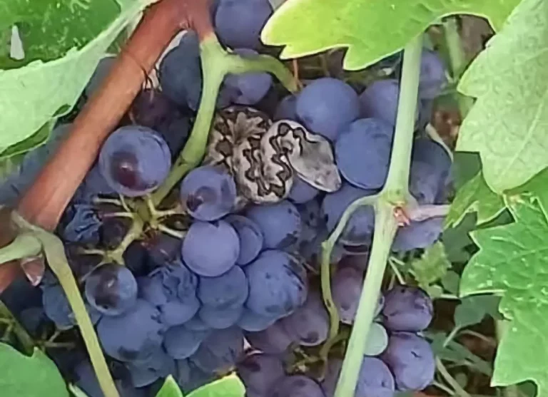 Berači oprez: Poskok na grožđu u Međugorju