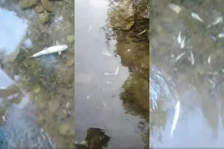 Ekološka katastrofa na Neretvi: Stotine hiljada mrtvih riba u okolini hidroelektrane Ulog