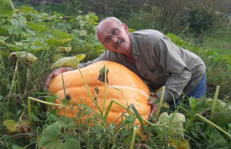 Biće i za komšije: Na imanju kod Foče rodile džinovske bundeve od 70 kilograma