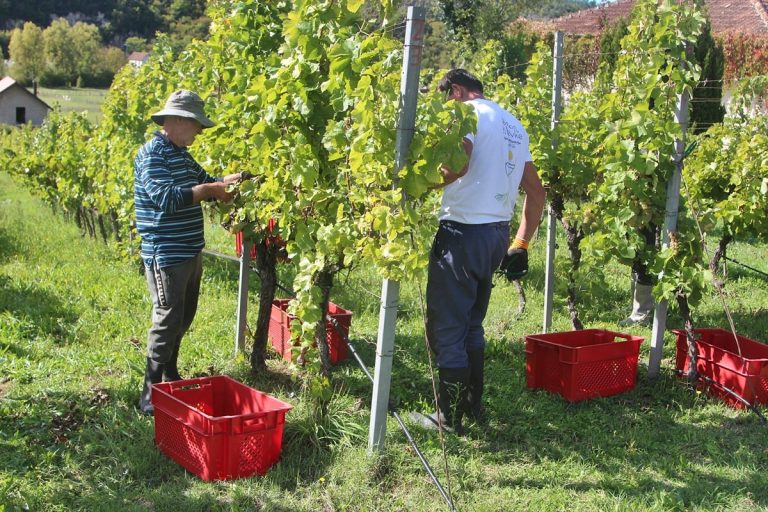 Berba žilavke u trebinjskim Carskim vinogradima: Godina kada se sve posložilo