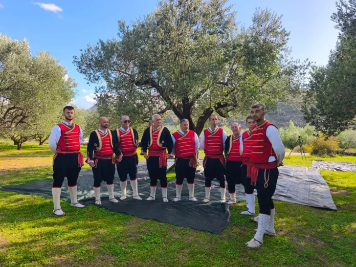 Dani-berbe-maslina_Hercegovina1