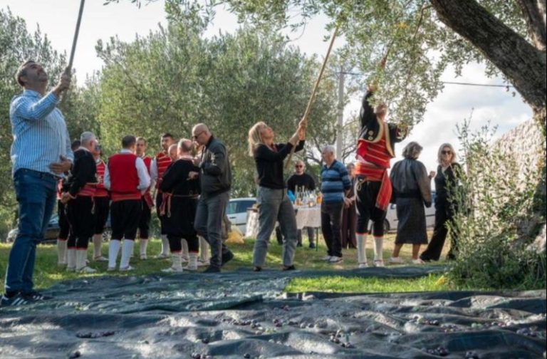 Zatvoreni “Dani berbe maslina u Hercegovini”: Prezentirano tradicionalno branje i prerada ulja