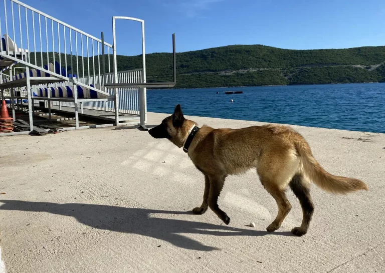 Vlasnik nudi nagradu: U Zaliku je nestala Volka, je li ju tko vidio?