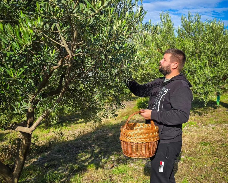 Mostar: Berba maslina u vrti Saborne crkve
