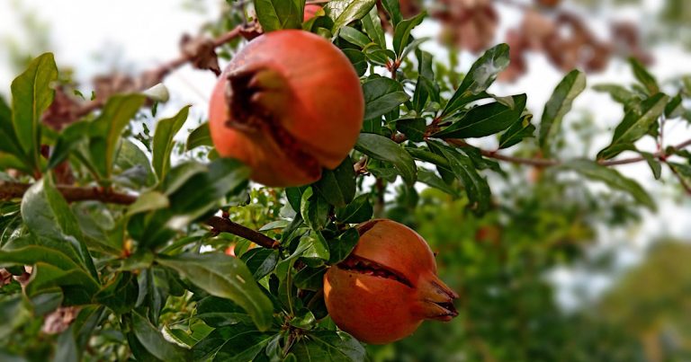 Čapljina: Potražnja za divljim šipkom na Veletržnici
