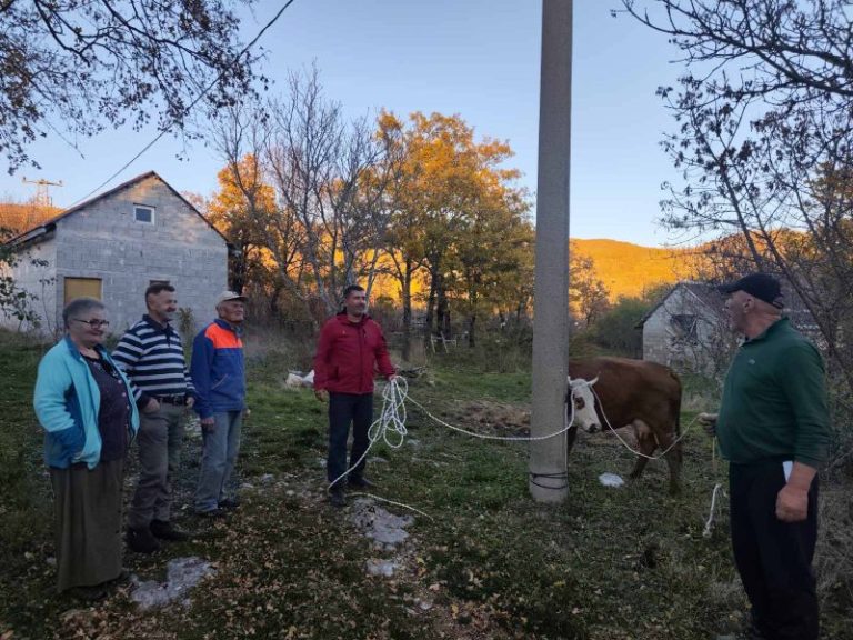 “Ispuni mi želju”: Mumin Maksumić iz Bišine dobio kravu