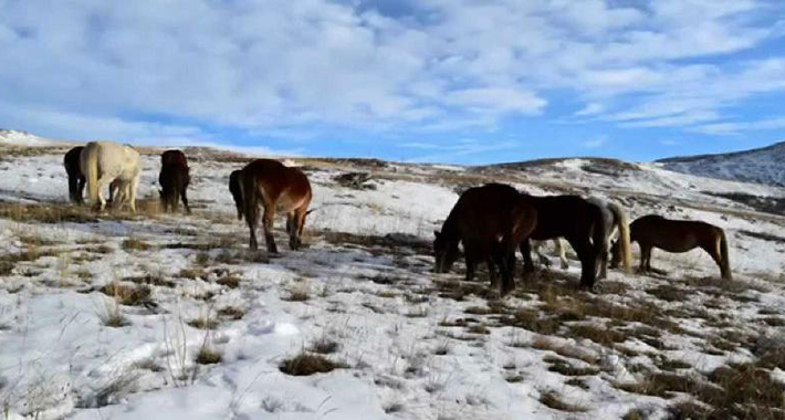 Livnjaci protiv vjetroelektrane: Zaštititi prirodu i divlje konje!