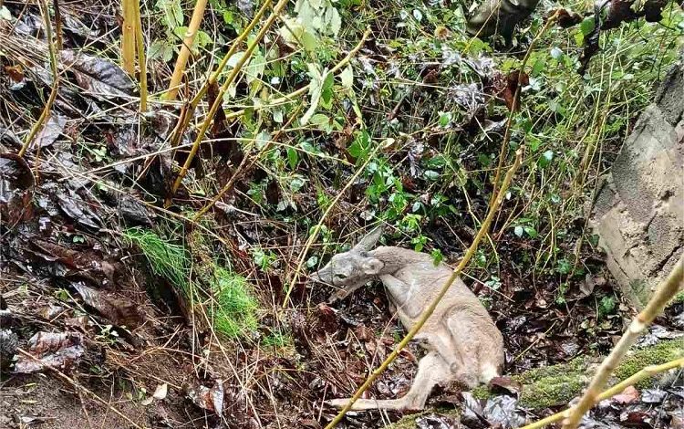 Konjic: Krivolovci tjeraju divljač u naselja, srna spašena u kanalu u Tušćici