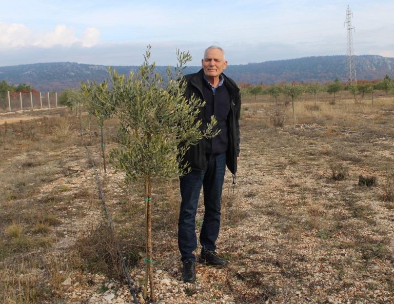 Ljubuški: Agronom Ivan Čuljak podigao ogledni maslinik