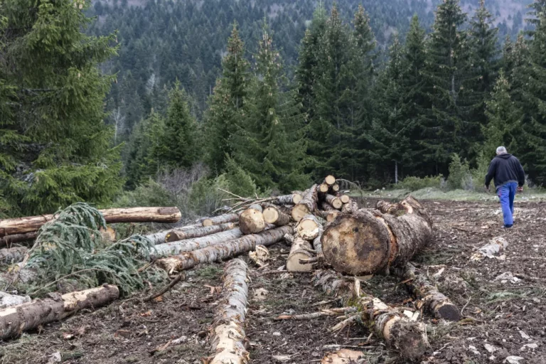 HNK još nema zakon o šumama: Ko od drveta ne vidi šumu?