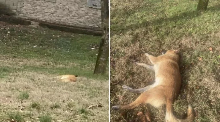 Udruženje za zaštitu životinja “Nera”: Protest zbog ubijanja psa i odnosa prema životinjama u Bileći