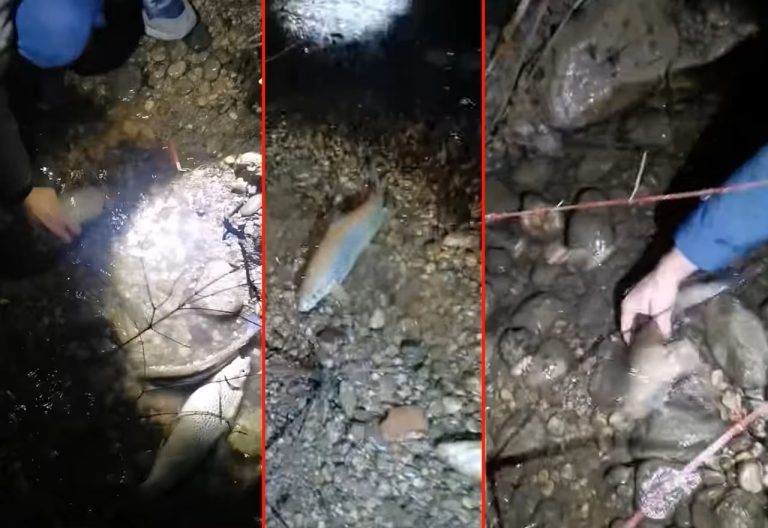 Dramatična noć na Neretvi: Vodostaj pao 215 cm, ribari spašavali pastrmku iz lokvi