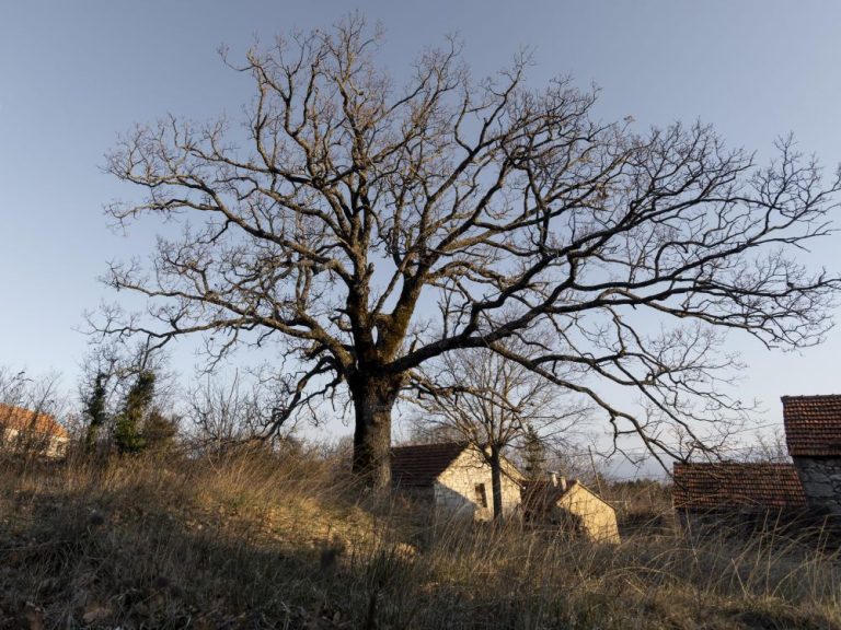 Nevesinjac pretukao suprugu pa se pokušao objesiti na orah, policija ga spasila