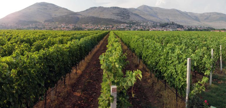 Trebinje domaćin Festivala vina: Očekuje se čak 60 izlagača