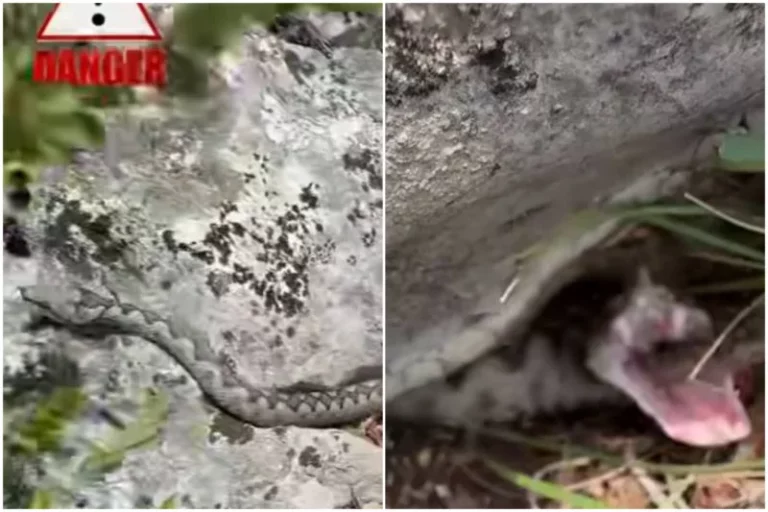 Opasan susret na Prenju: Planinar Armin Karić snimio poskoka tik uz planinarsku stazu (VIDEO)
