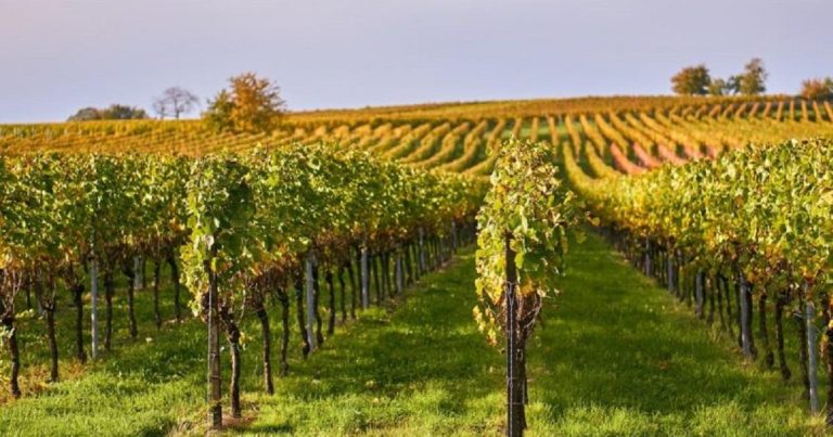 Federalni agromediteranski zavod Mostar upozorava vinogradare na opasnost od plamenjače i pepelnice