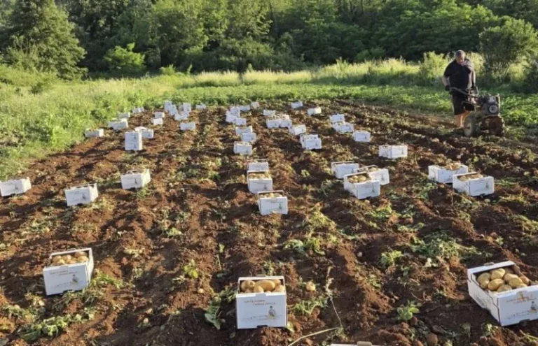 Ljubuški rani krompir bilježi prosječnu sezonu: Cijene niže nego lani