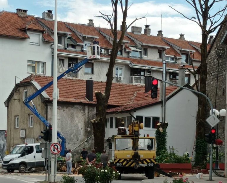 Ogorčenje u Nevesinju nakon sječe lipa u centru grada: “Kome su smetala višedecenijska stabla?”