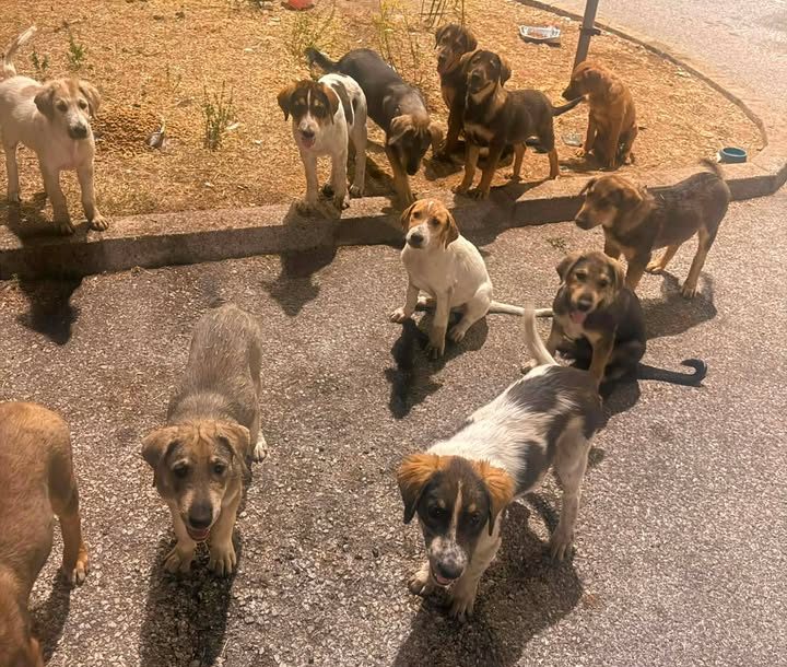 Dvanaest štenaca ostavljeno ispred Binga u Mostaru: Građani traže hitnu reakciju nadležnih!