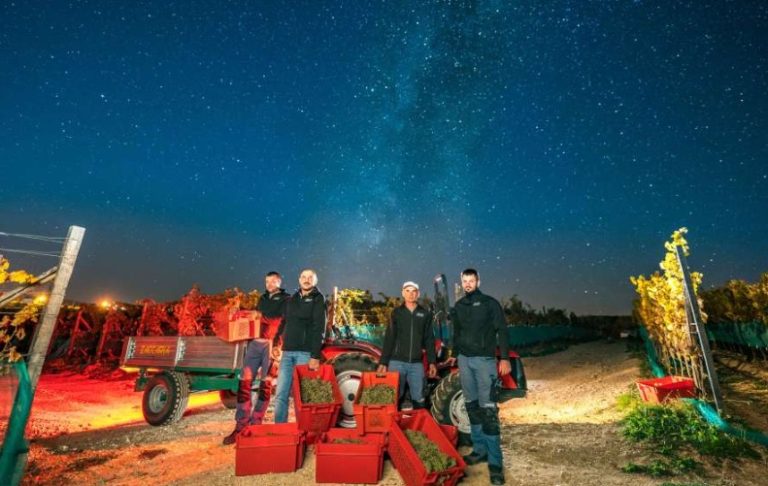 U vinogradima Knebu kod Tomislavgrada završena berba: Ubrano oko 70 tona grožđa